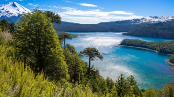 Lac bordé d’araucarias au pied d’un volcan enneigé, dans le sud du Chili