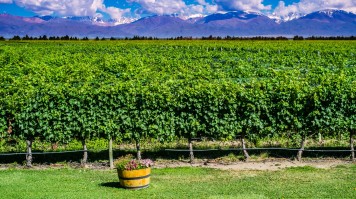 Gastronomie à Buenos Aires et Mendoza : 7 jours