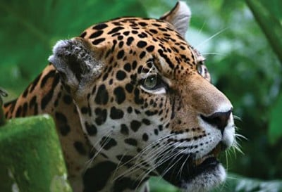 Explorez la jungle la plus emblématique du monde