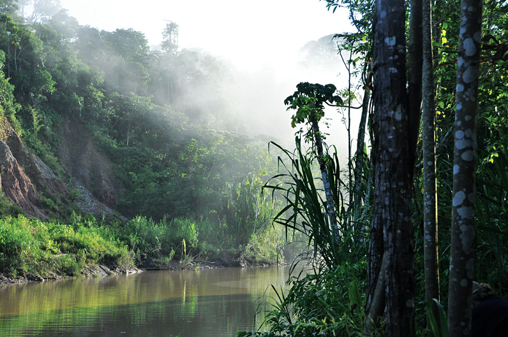 Explorez la jungle la plus emblématique du monde