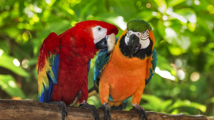 Observation de la faune et de la flore