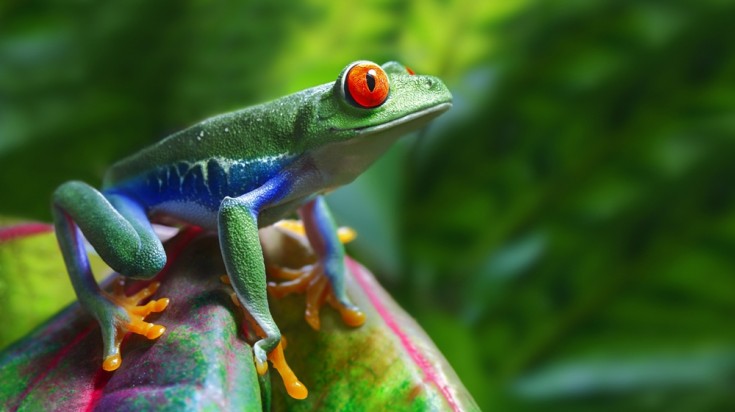 Observation de la faune et de la flore