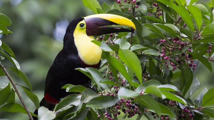 Observation de la faune et de la flore
