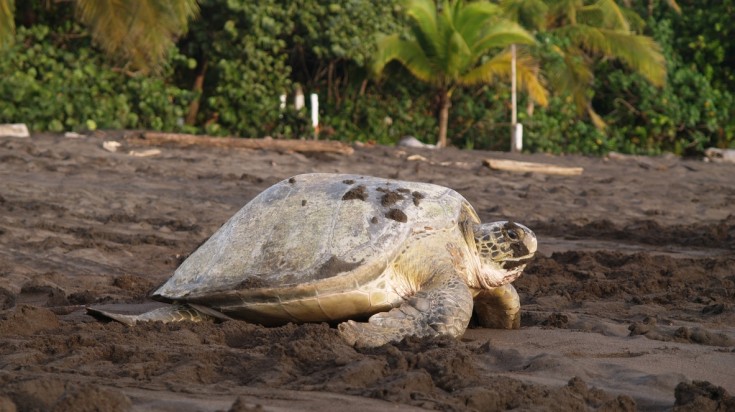 Le parc national de Tortuguero