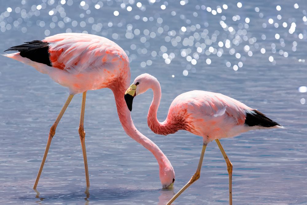 Flamant des Andes