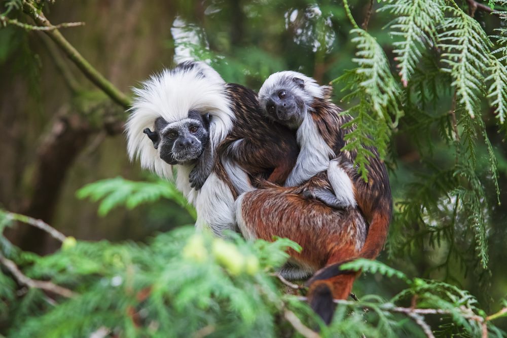 Tamarin
