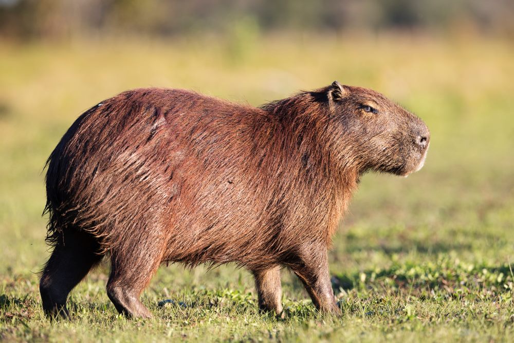 Capybara