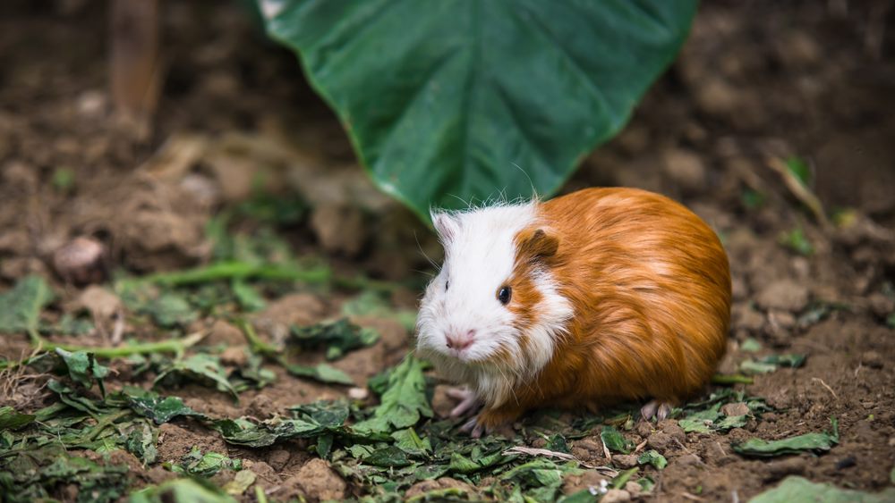 Cochon d’Inde