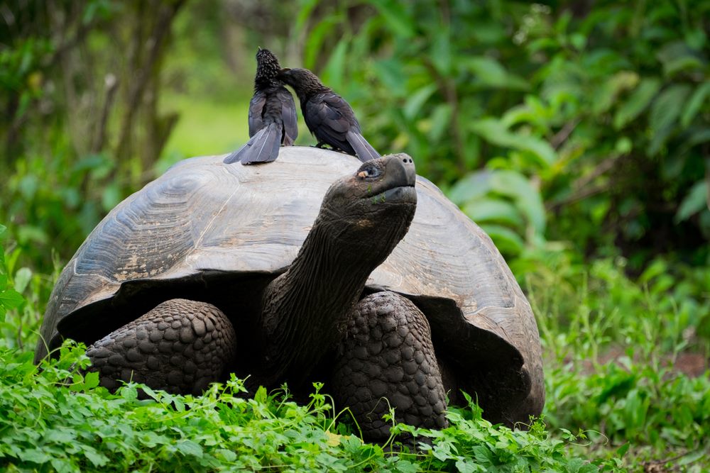 Tortue géante