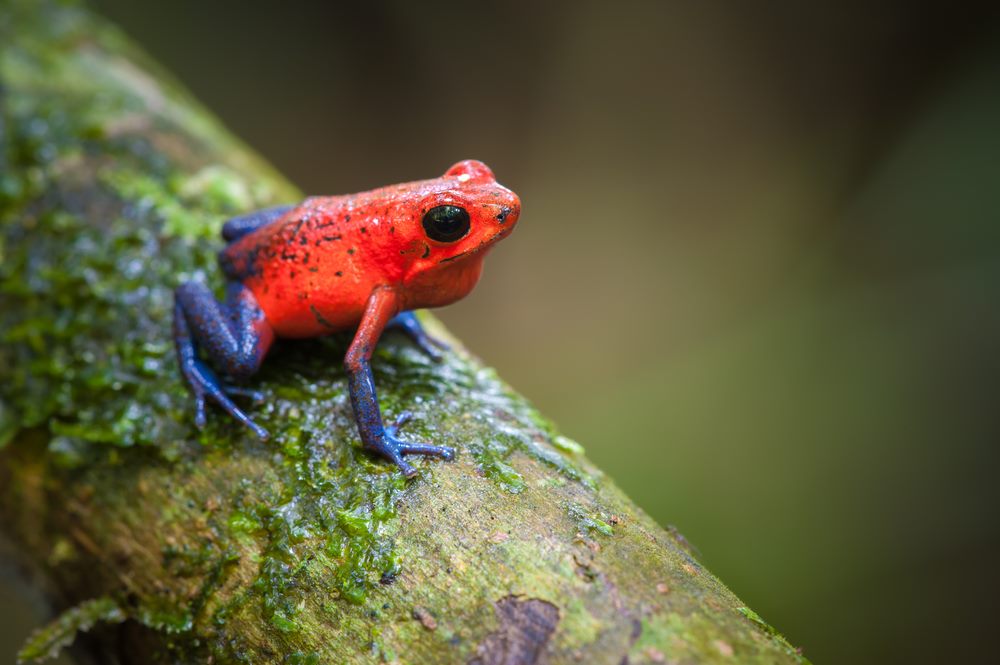 Grenouille venimeuse (dendrobate)