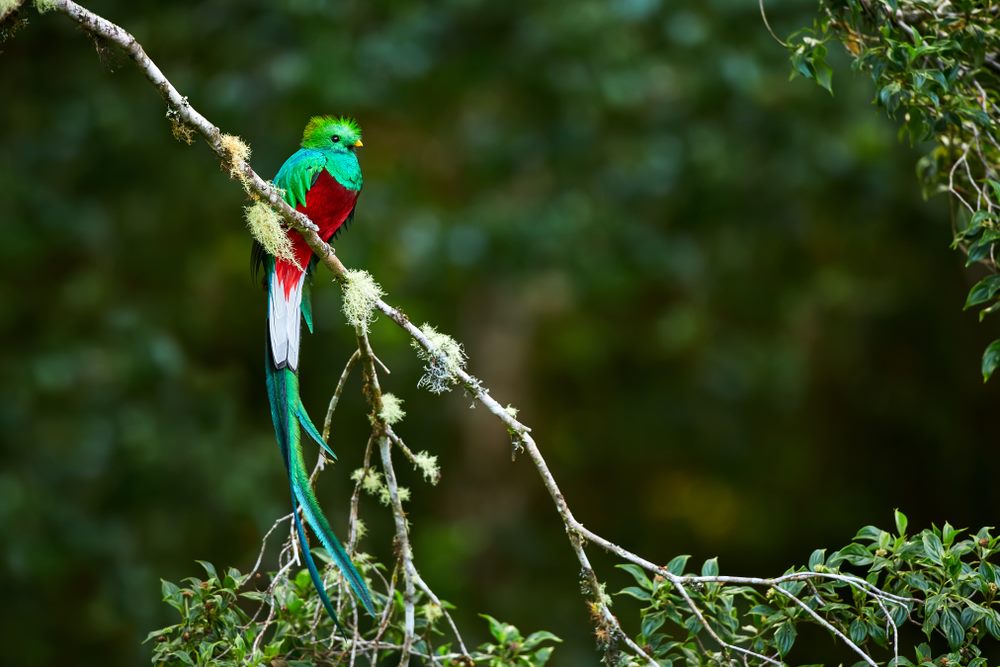 Quetzal resplendissant