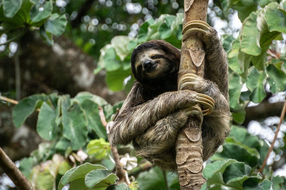 12 animaux étonnants d'Amérique centrale et du Sud - img