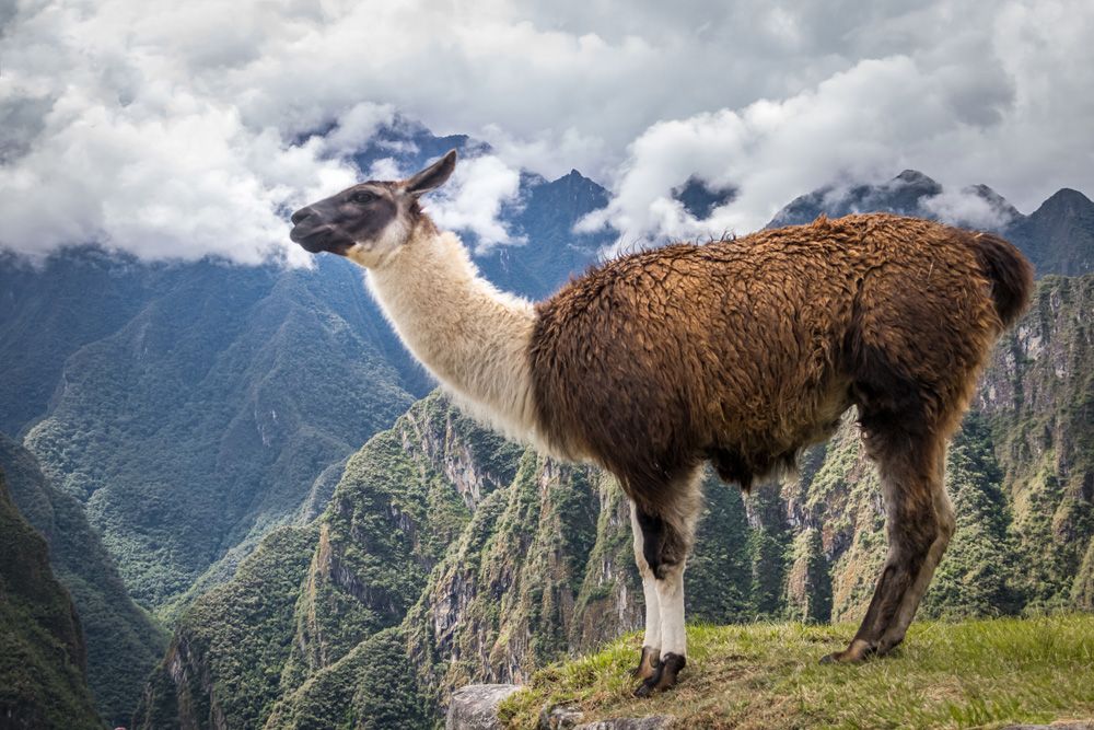 Alpaga et lama