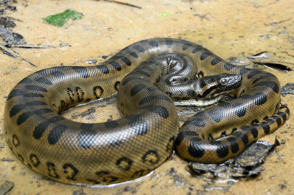 Anaconda vert