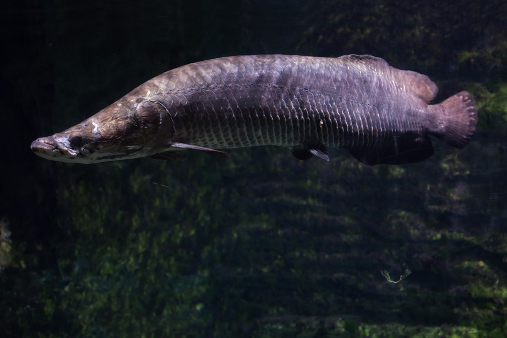 Arapaima