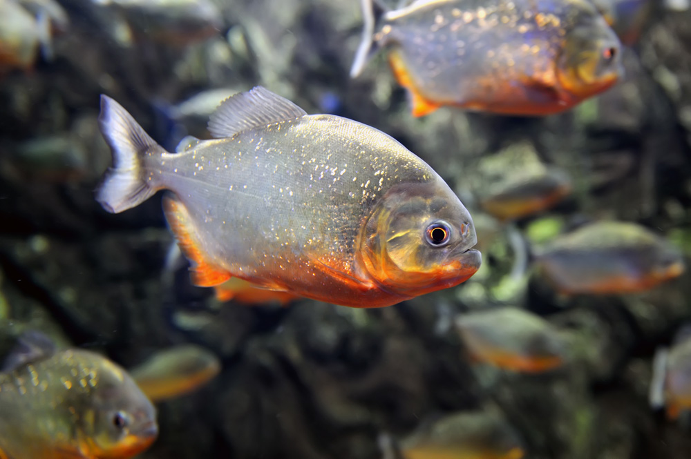 Piranha à ventre rouge