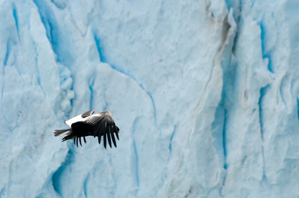 Condor des Andes