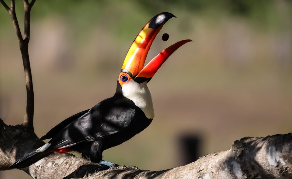 Toco Toucan
