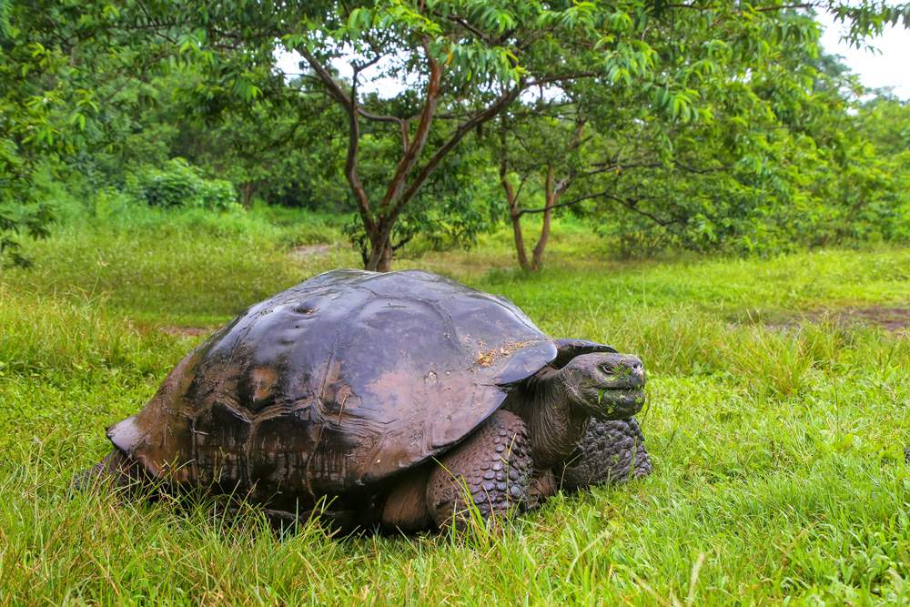 Tortue des Galápagos