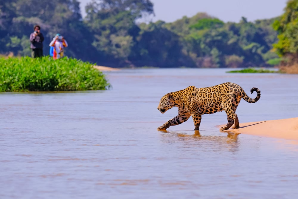 12 animaux fascinants à voir pendant les vacances en Amérique du Sud