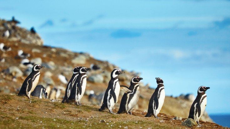 Marche avec les manchots sur l’île Magdalena, au Chili