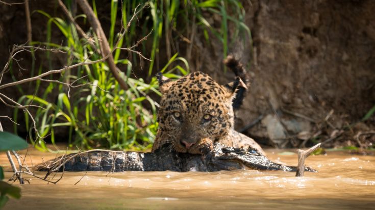 Se promener du côté sauvage du parc national de Manu