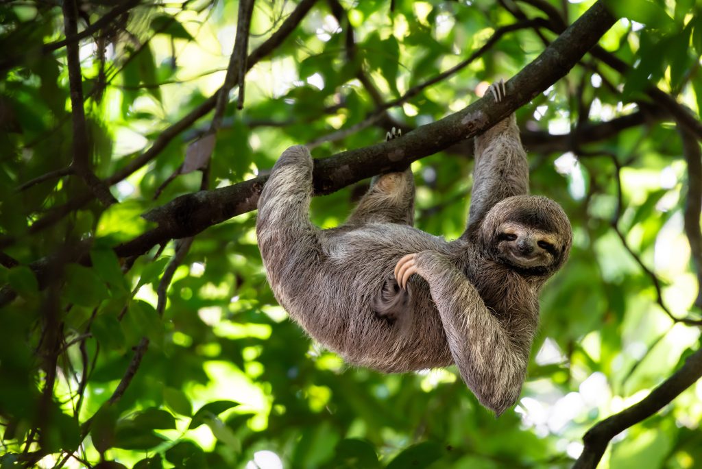 Le Costa Rica abrite une faune exceptionnelle