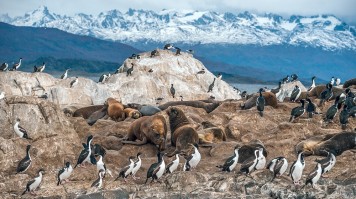 Baleines, manchots, glaciers et bout du monde : 17 jours