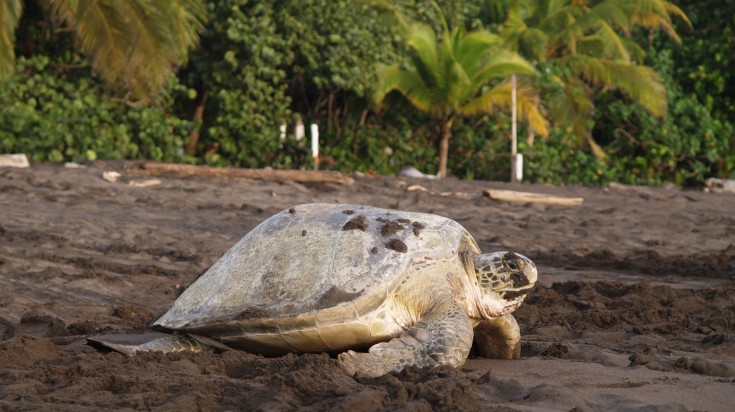 Le parc national de Tortuguero : 5 jours
