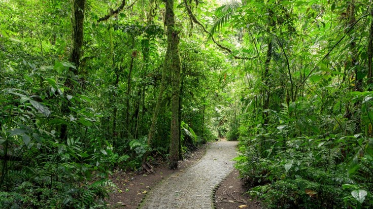 Forêt nuageuse de Monteverde