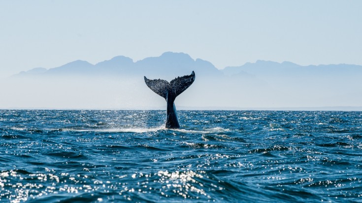 Baleine à bosse au large du parc national Marino Ballena