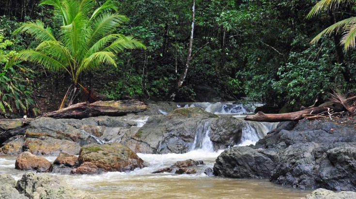 Forêt tropicale du parc national du Corcovado
