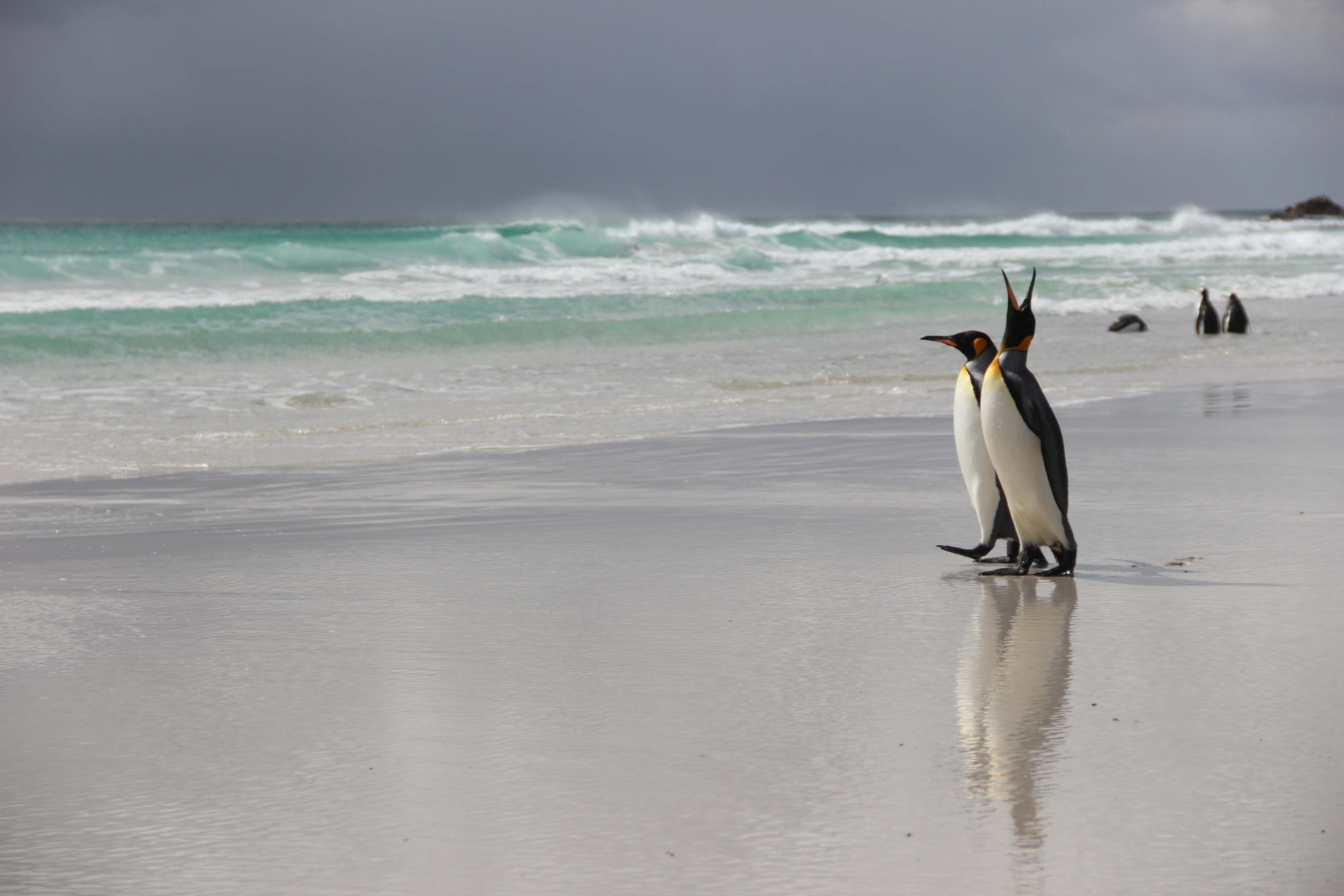Manchots royaux sur une plage des îles Malouines