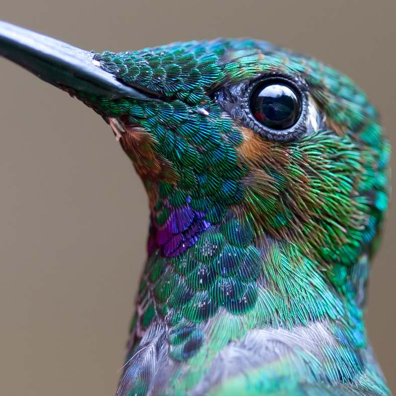 Colibri en vol près d’une fleur