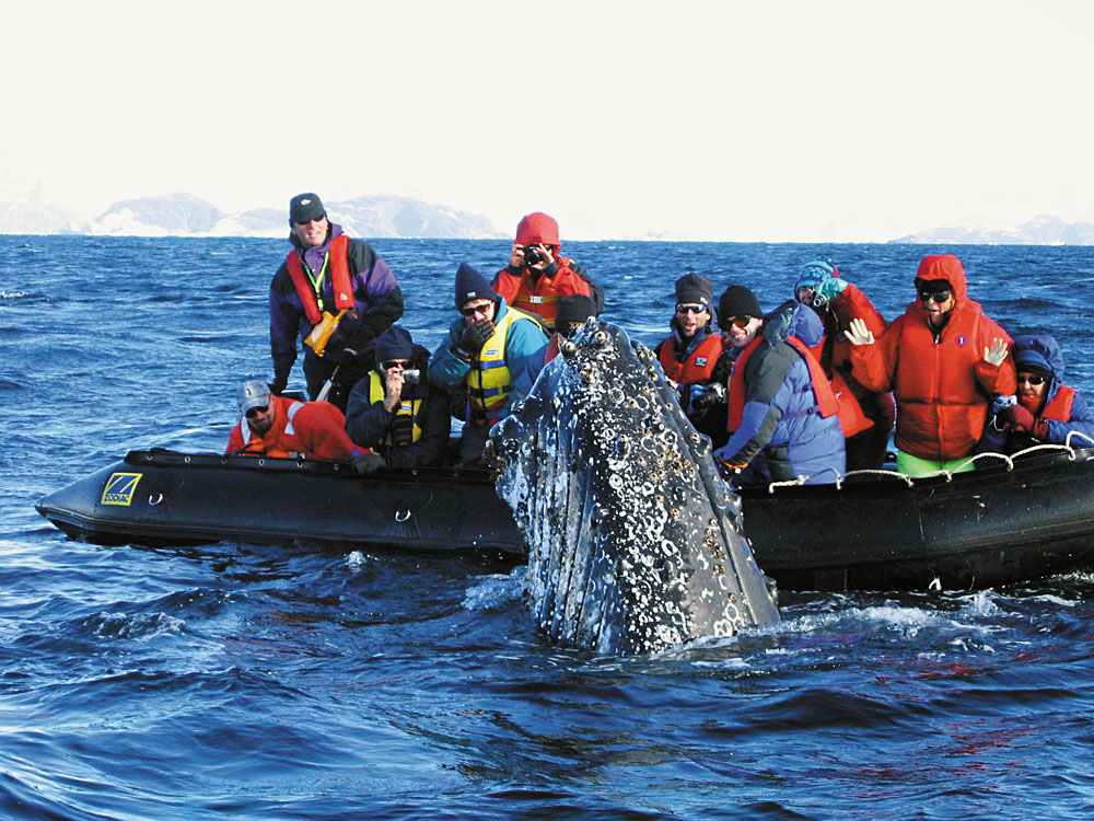 Baleine à bosse dans les eaux de l’Antarctique