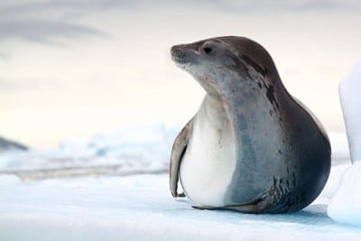 Phoques se reposant sur la glace
