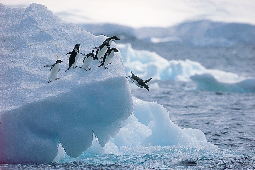 Manchots et icebergs en Antarctique