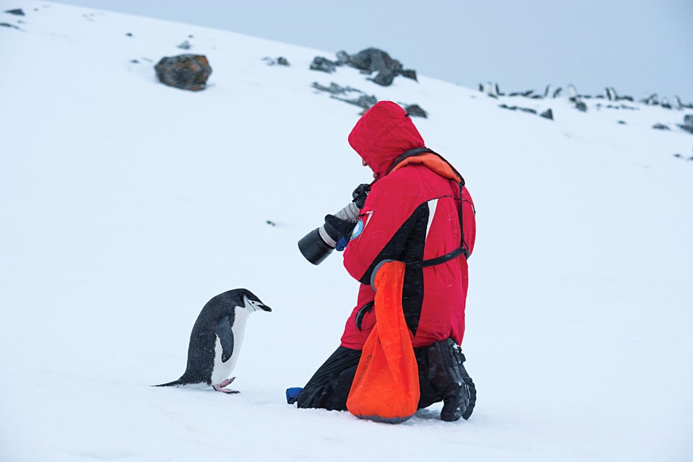 Manchots sur la glace en Antarctique