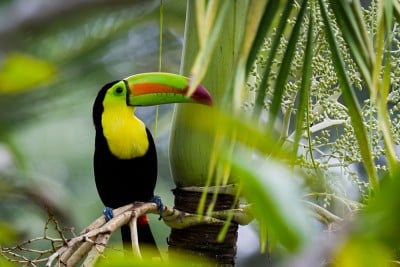 Oiseau tropical dans la forêt amazonienne