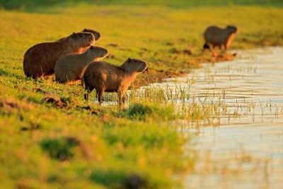 Zone humide du Pantanal au Brésil