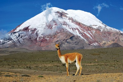 Camélidés dans les Andes
