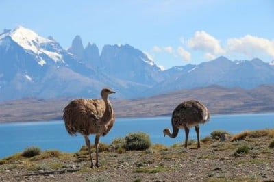 Puma en Patagonie