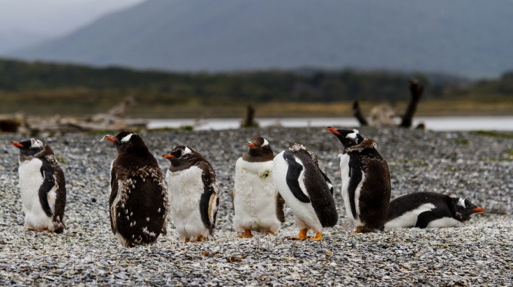 Partir à la recherche des manchots à Isla Martillo