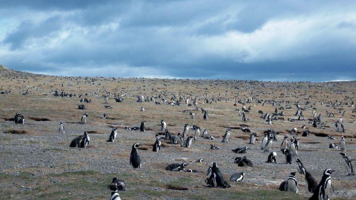 Visiter l’île Magdalena et observer les manchots