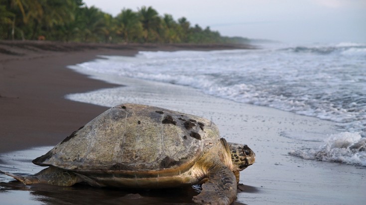 Partir à la recherche de tortues sur les rives de Tortuguero