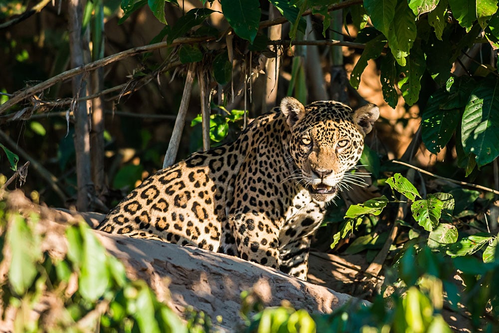Écotourisme au Pérou, en Équateur et en Argentine : sites naturels