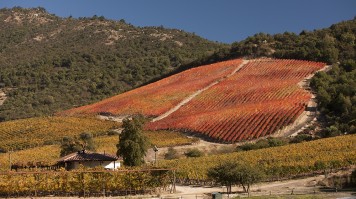 Clos Apalta