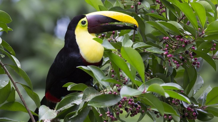 Le Toucan Rescue Ranch