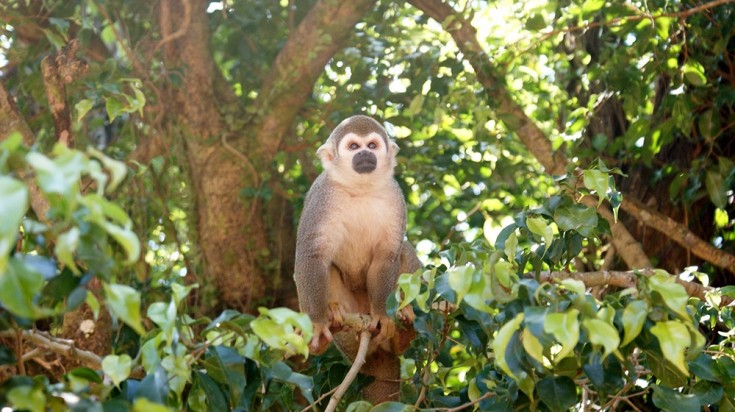 Singe dans le parc national Manuel Antonio