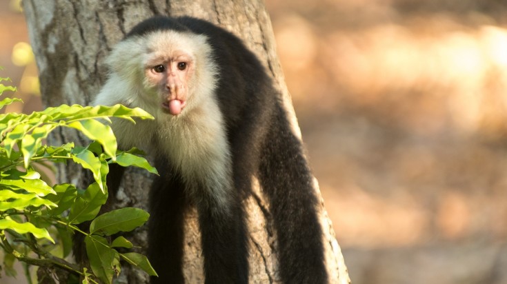 Parc national Manuel Antonio